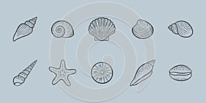Seashells illustration line icon set photo