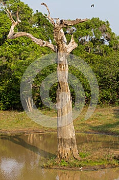 Safai in the Yala Nationalpark