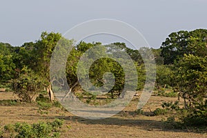 Safai in the Yala Nationalpark