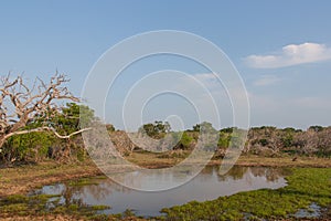 Safai in the Yala Nationalpark