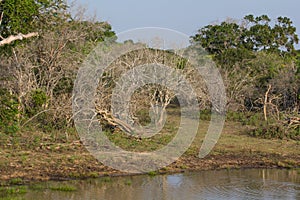 Safai in the Yala Nationalpark