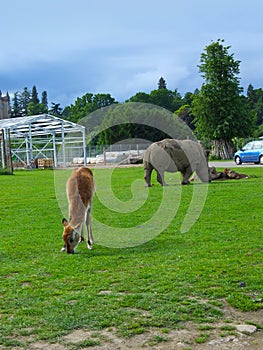 Safar park with deer and a castle in Scotland