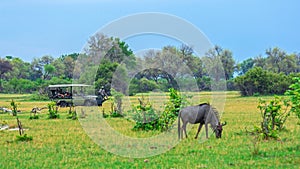 Game drive in the African bushland.