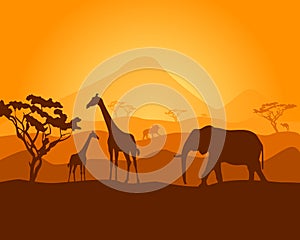 Safari