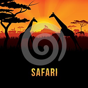 Safari