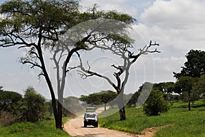 Safari in Africa