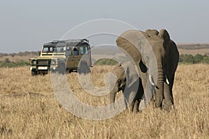 On Safari in Africa