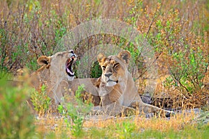 Safari in Africa. Big angry female lion Okavango delta, Botswana. African lion walking in the grass, with beautiful evening light