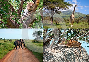 Safari in Africa. set of wild animals