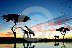 Safari in Africa. Silhouette of wild animals reflection in water