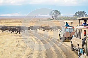 Safari in Africa, tourists in jeeps watching buffalos crossing road in savannah of Kruger national park, wildlife in South Africa