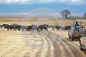 Safari in Africa, tourists in jeeps watching buffalos crossing road in savannah of Kruger park, wildlife of South Africa