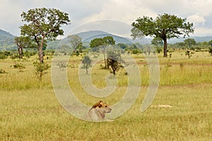 Safari African adventures, Tanzania National Park