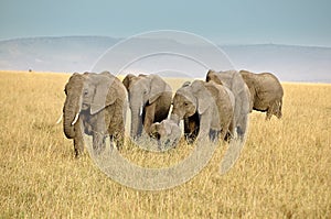 Safari with Africans elephants in Kenya