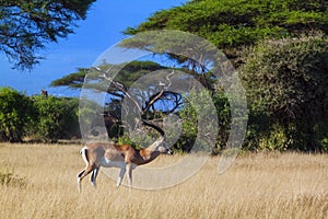 Safari amboseli