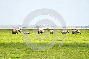 Safari in Amboseli, Kenya, Africa. Elephants family and herd on African savanna.