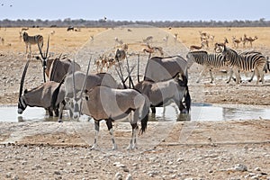 Safari animals drinking at waterhole