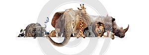 Safari Animals Hanging Over White Banner