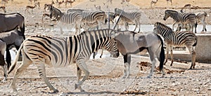 Safari animals and wildlife in Namibia, Africa