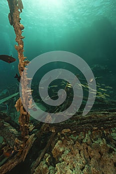 Safari boat wreckage and aquatic life in the Red Sea.