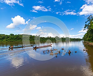Two Safari Boats Sailing Amidst Suriname Jungle photo