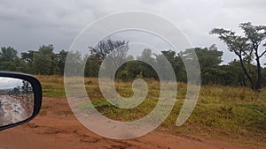 safari bushveld trees