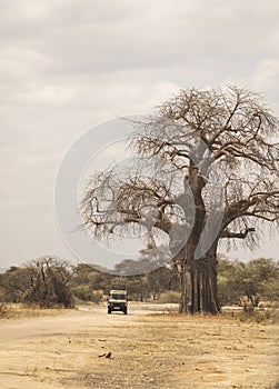 Safari car driving in a national park in Tanzania