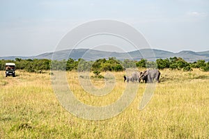 Safari car stops to admire the elephant family herd while it drinks from a watering hole in the Masai Mara in Kenya Africa