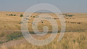 Safari car with tourists on the savannah where a lot of antelopes and zebras