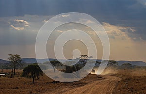 Safari cars on a winding road in the Serengeti National Park, Tanzania, Africa.