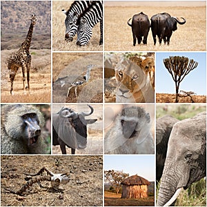 Safari collage