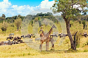 Safari concept. African typical landscape. Wildebeests, zebras and giraffes in african savannah. Masai Mara national park, Kenya