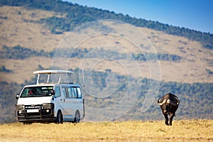 Safari concept. Safari car with buffalo bison in african savannah. Masai Mara national park, Kenya