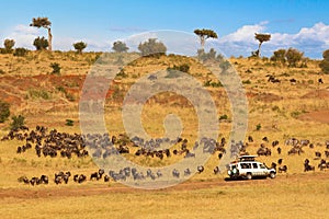 Safari concept. Safari car with wildebeests in african savannah. Masai Mara national park, Kenya
