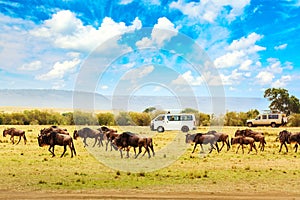 Safari concept. Safari cars with wildebeests in african savannah during the great Migration. Masai Mara national park, Kenya.