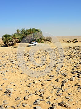 Safari in the desert, Sahara