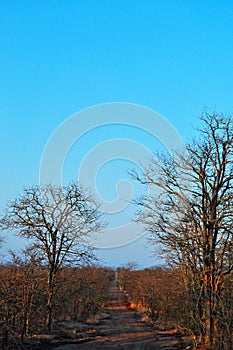 Safari, dirt road, Kruger National Park, Limpopo and Mpumalanga provinces, South Africa