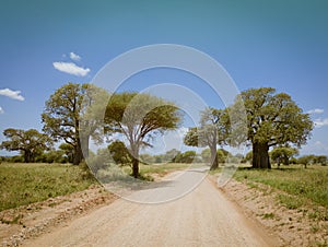 Safari drive along baobab and acacia trees in Tarangire National Park safari, Tanzania