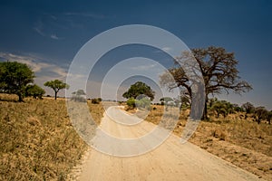 Safari drive along baobab in Tarangire National Park safari, Tanzania