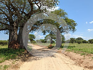 Safari drive along baobab in Tarangire National Park safari, Tanzania