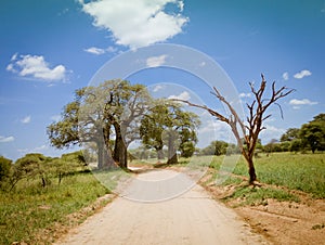 Safari drive along baobab in Tarangire National Park safari, Tanzania