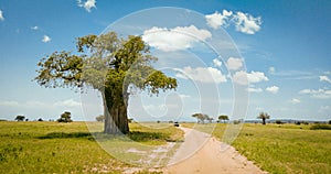 Safari drive along baobab in Tarangire National Park safari, Tanzania