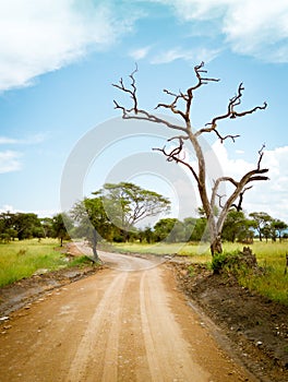 Safari drive along baobab in Tarangire National Park safari, Tanzania