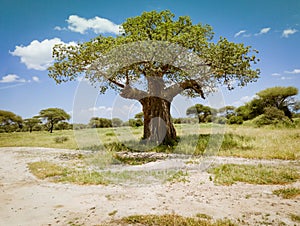 Safari drive along baobab in Tarangire National Park safari, Tanzania