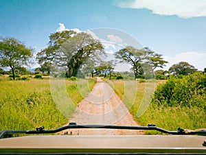 Safari drive through the lush green savannah of the Tarangire National Park, Tanzania