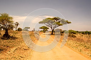 Safari drive way on a hot day. Tarangire National Park safari, Tanzania