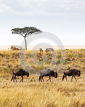 Safari Drive With Wildebeest and Zebra