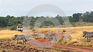 Safari Drive With Zebra in Africa