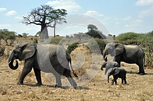 Safari with elephants and baobab