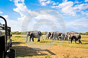 Safari with elephants. Sri Lanka, national park. 4x4 vehicle tourism. Nature game drive and wildlife tour for tourists.